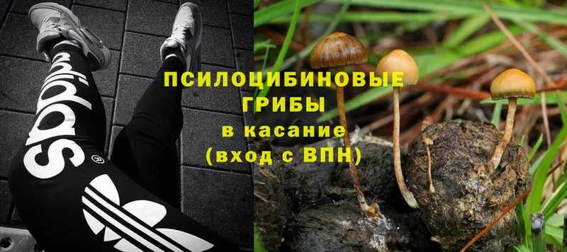 закладки  Вяземский  Псилоцибиновые грибы Cubensis 